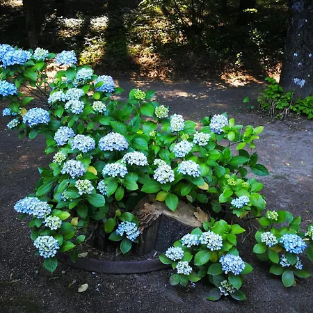 Rural El Jardin Del Conde * Puerto de Bejar